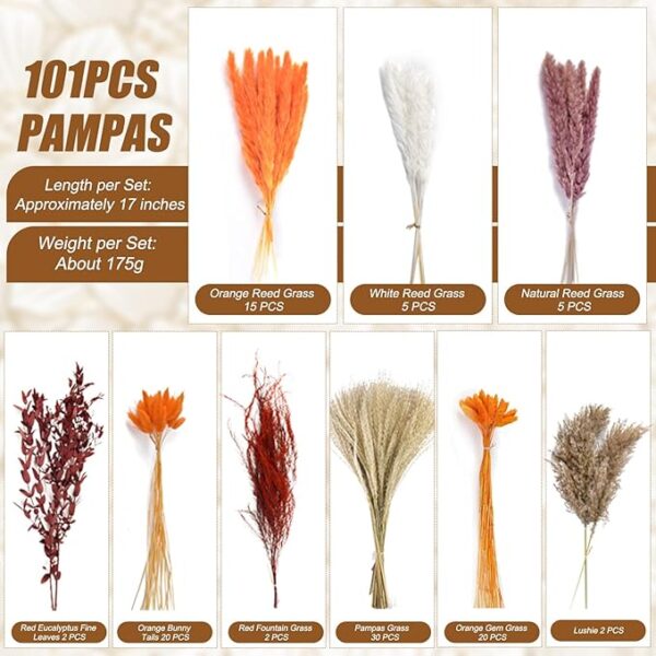 Pampas Grass - Image 2